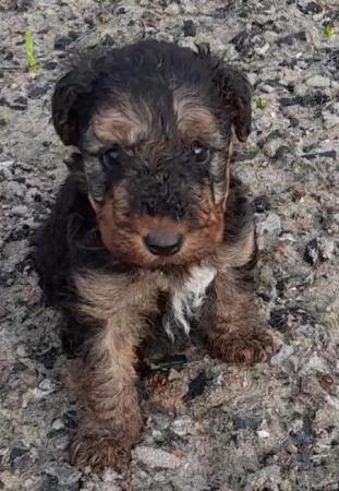 Image 5 of Valentine my amazing  Airedale pup