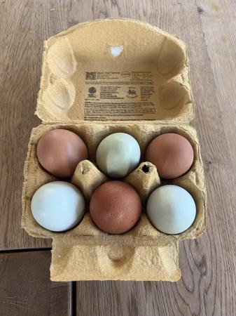 Image 3 of Fertile hen eggs - multi coloured eggs of various mixed bree