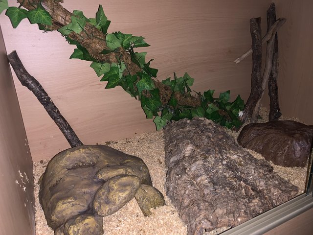 corn snake and tank with complete set up — photo 2 of 4