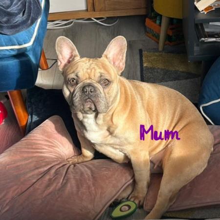 Image 10 of Beautiful KC register french bulldogs
