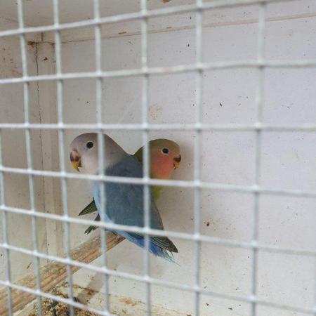 Image 5 of Lovebirds babies 3 months old available