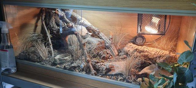 Image 4 of Female Leopard Gecko with Complete Setup