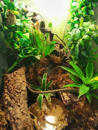 Image 1 of 2 lovley mossy frogs and full setup for sale