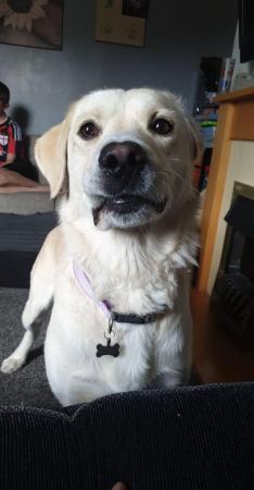 Image 1 of 7 year old labrador looking for forever home