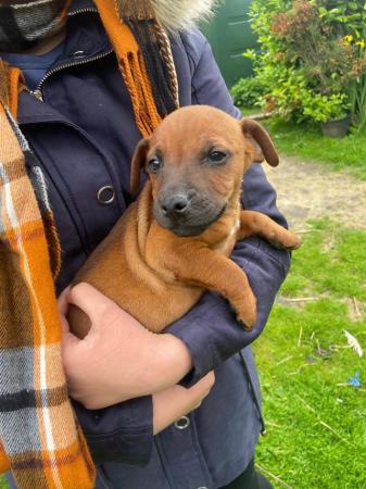Image 8 of Patterdale cross puppies