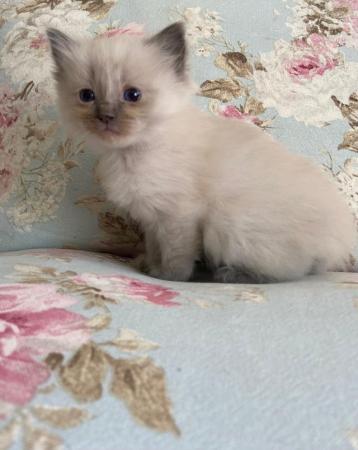 Image 11 of Pure ragdoll kitten blue point boy and girl left