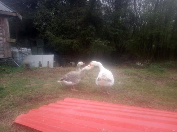 Image 2 of Trio of 3 year old pilgrim geese SOLD