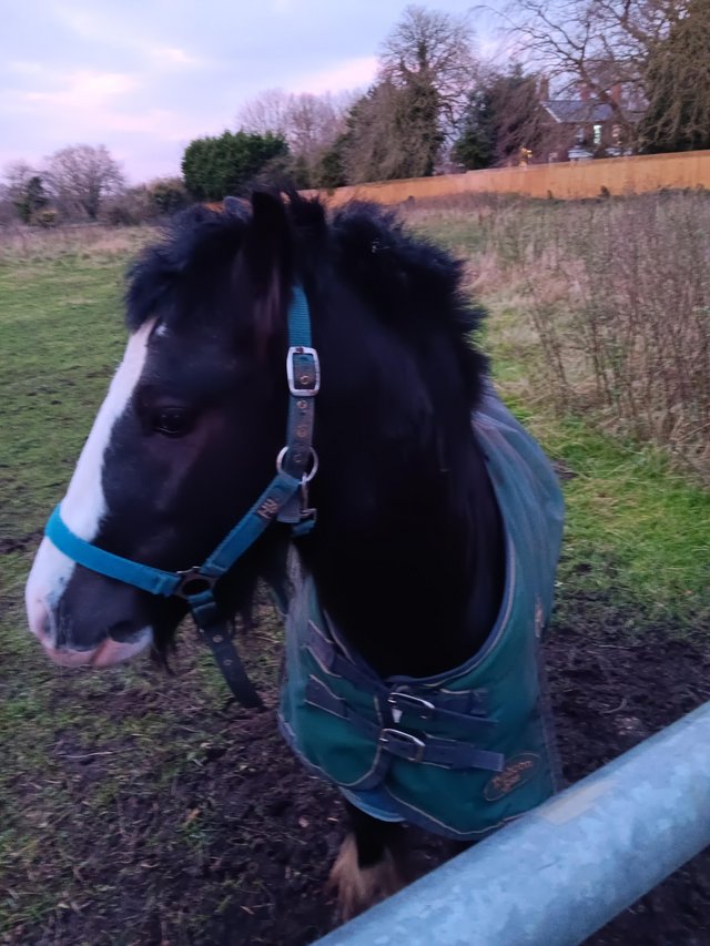 Preview of the first image of 3 yr old pony 12 2 gelding lovely cob sad sale or loan.
