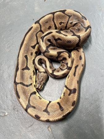 Image 2 of Male Leopard Spider Het Pied Ball Python