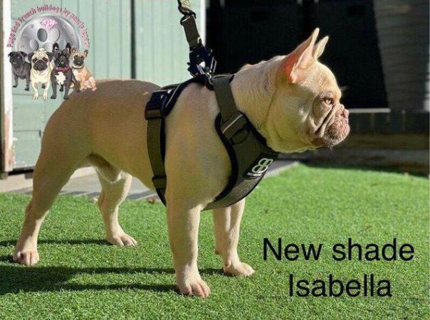 Image 2 of new shade Isabella stud producing testable cryptic Merles