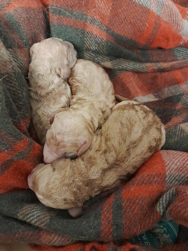 Preview of the first image of F1b Labradoodle puppies red and white.