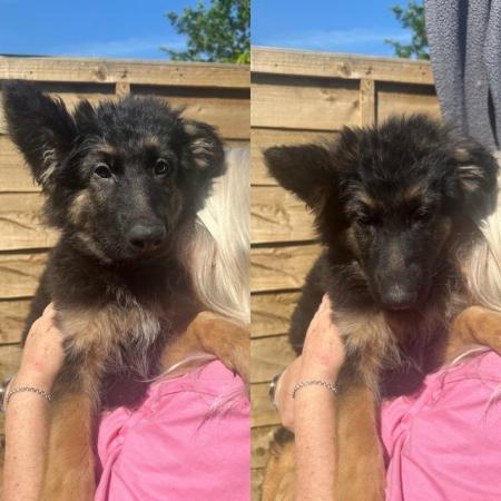 Image 9 of READY TO GO NOW! 2beautiful,chunky German shepherd puppies