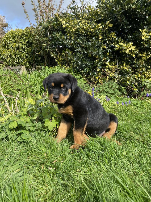 Preview of the first image of KC registered Rottweiler puppies ready to leave.