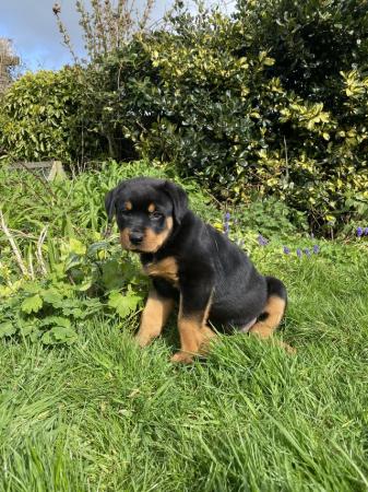 Image 1 of KC registered Rottweiler puppies ready to leave
