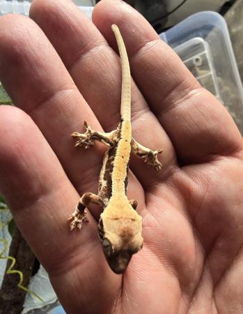 Image 5 of Stunning collection of lily whites/normal crested gecko's