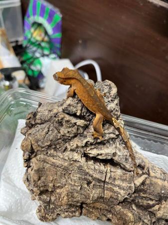 Image 1 of Crested Gecko - juveniles for sale
