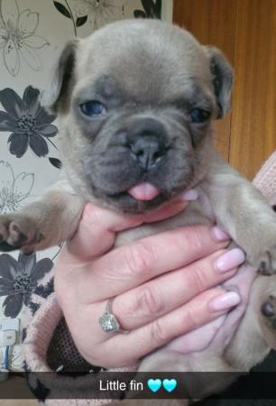 Image 9 of KC Registered French Bulldog Puppies 2 left