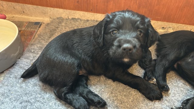 Image 19 of KC registered Working Cocker Spaniel Puppies