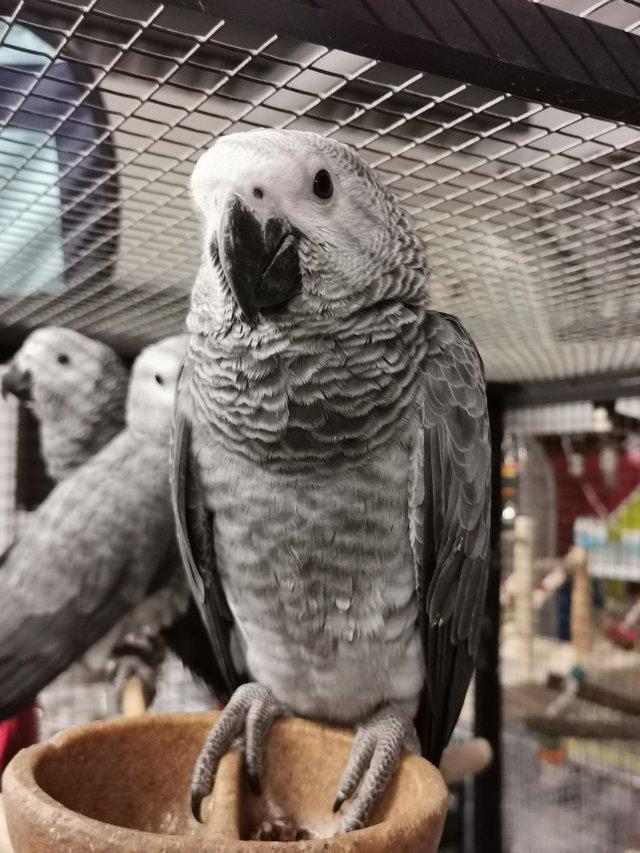 Preview of the first image of Stunning super friendly african grey with CITIES paperwork.