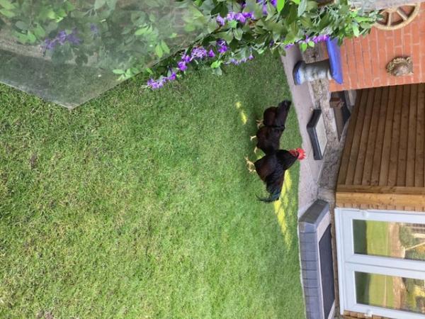 Image 1 of I have a trio of road island red bantams for sale