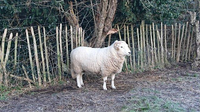 Preview of the first image of Welsh white mountain Pedigree Breeding Ram.