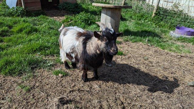 Preview of the first image of Pygmy goat billy 'Gunnar'.