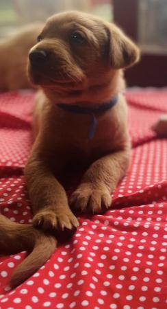 Image 11 of Labrador Puppies, KC Registered, Helsby , Cheshire