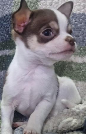 Image 10 of Pure breed Chihuahua puppies (All found new homes)