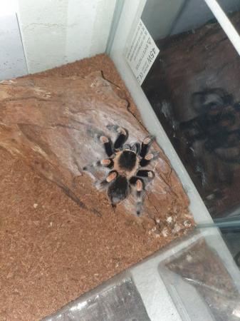 Image 5 of Mexican Red Knee (Brachypelma)