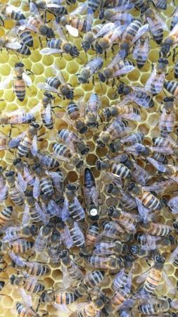 Image 16 of Mated Queen Bee 2024 for sale