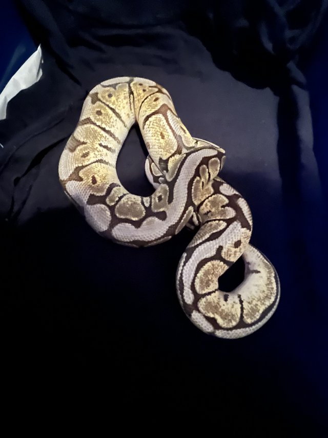 Preview of the first image of Cb22 male spider Mojave het orange ghost royal python.