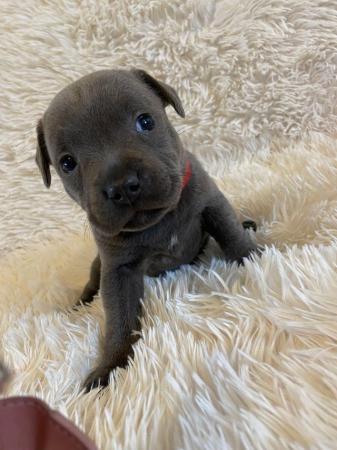 Image 1 of Champion blue Staffordshire bull terrier puppies