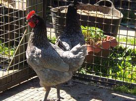 Image 1 of Various POL Pullets For Sale