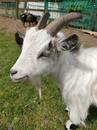 Image 3 of Two Pygmy Goats for sale