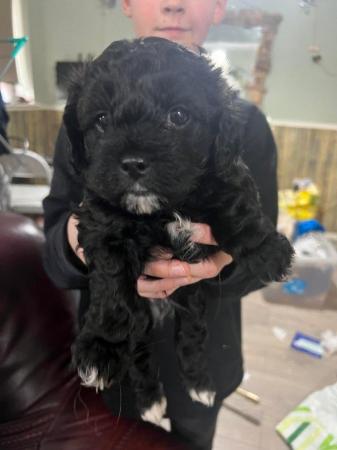 Image 3 of Shihpoo puppy 1 boy left, loving home wanted now sold