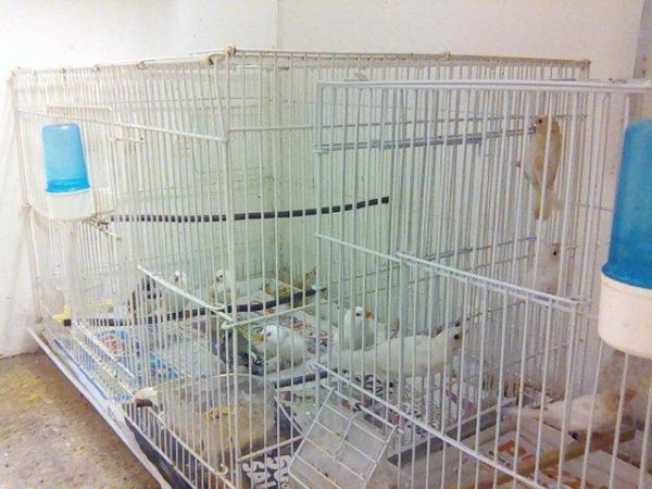 Image 1 of Bengalese finches / zebra finches