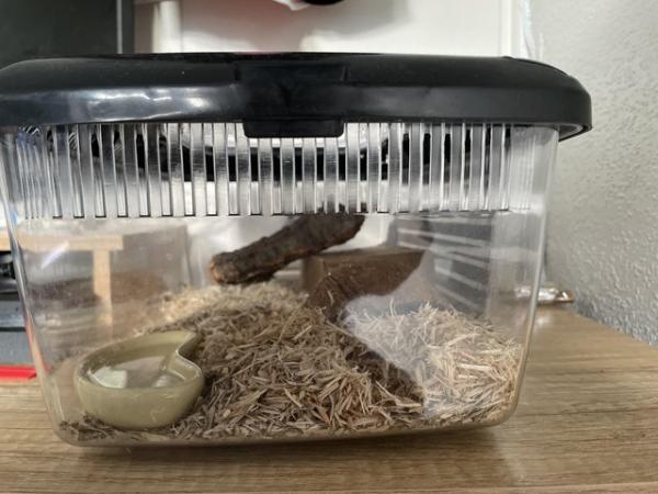 Image 4 of Cornsnake and Terrarium including everything seen in photos