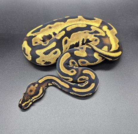 Image 8 of Royal/ Ball pythons available Adults/ Hatchlings from £35