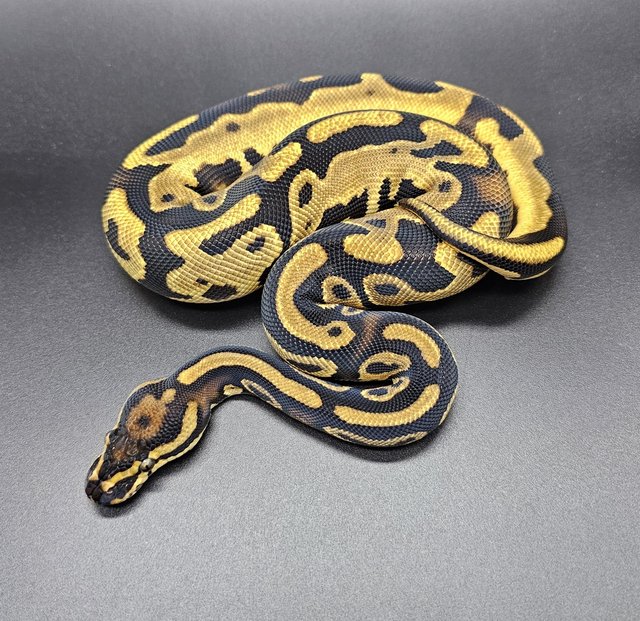 Preview of the first image of Ball pythons available Adults/ Hatchlings from £35.