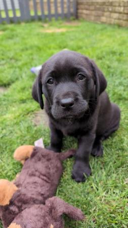 Image 4 of SHOW LINE HOME REARERED KC REG LABRADOR PUPPIES