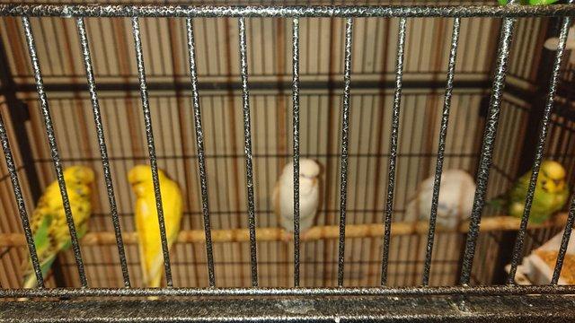 Preview of the first image of mixed budgies for salemales and females.