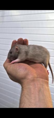 Image 2 of Male and female rats available