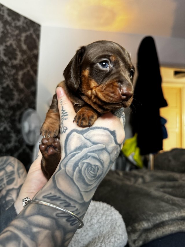 Preview of the first image of Beautiful dachshund babies.