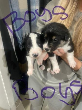 Image 4 of Border collie pups was born on the 18th of January