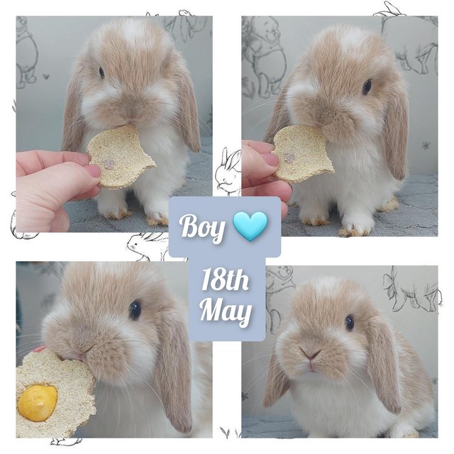 Preview of the first image of Beautiful baby mini lops one girl 2 boys.