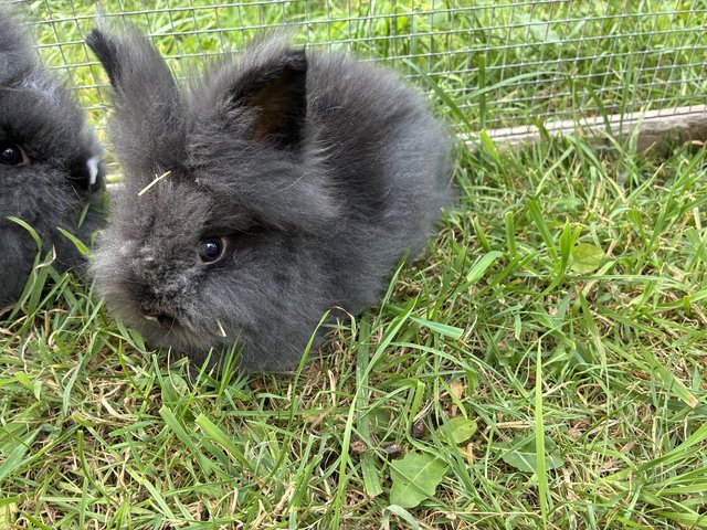 3 beautiful lionhead babies — photo 3 of 4