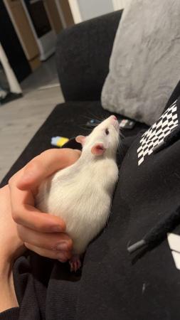 Image 1 of 4 Male Fancy Rats For sale