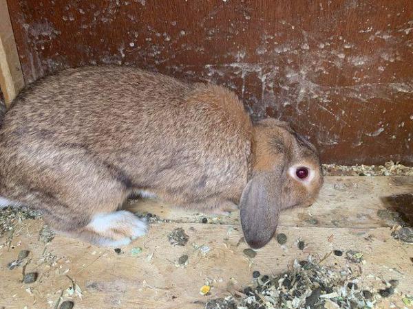 Image 3 of Male Dwarf Lop Rabbit for sale
