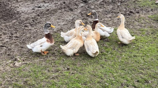 Image 2 of Saxony Ducks For Sale….