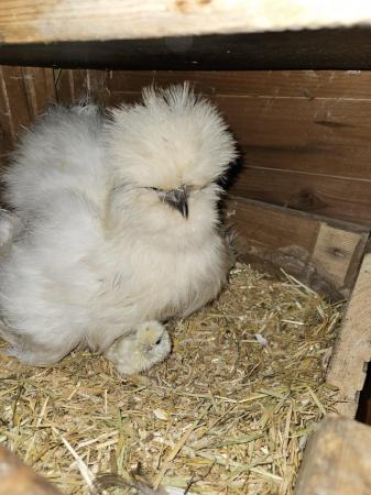 Image 3 of USA silkie chick's & UK silkie chick's and a few Sarama